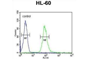 Image no. 1 for anti-Interleukin 2 Receptor, gamma (IL2RG) antibody (ABIN3004182)