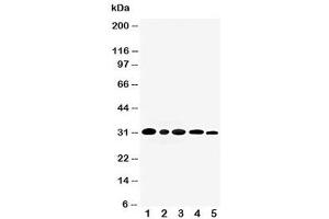 Image no. 1 for anti-Aquaporin 3 (Gill Blood Group) (AQP3) (C-Term) antibody (ABIN3030005)