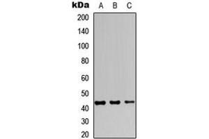 Image no. 3 for anti-Jun B Proto-Oncogene (JUNB) (C-Term) antibody (ABIN2704938)