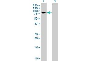 Image no. 1 for anti-Formin 1 (FMN1) (AA 1-503) antibody (ABIN531658)