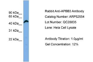 Image no. 1 for anti-Amyloid beta (A4) Precursor Protein-Binding, Family B, Member 3 (APBB3) (N-Term) antibody (ABIN2784982)