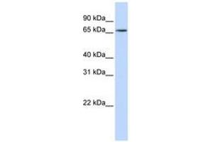 Image no. 1 for anti-Heterogeneous Nuclear Ribonucleoprotein R (HNRNPR) (N-Term) antibody (ABIN6740684)