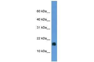 Image no. 1 for anti-Microsomal Glutathione S-Transferase 1 (MGST1) (N-Term) antibody (ABIN2788411)