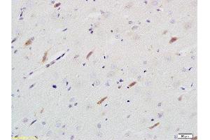 Image no. 3 for anti-Neuroligin 1 (NLGN1) (AA 701-800) antibody (ABIN705311)