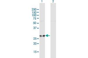 Western Blot analysis of COASY expression in transfected 293T cell line by COASY MaxPab polyclonal antibody.