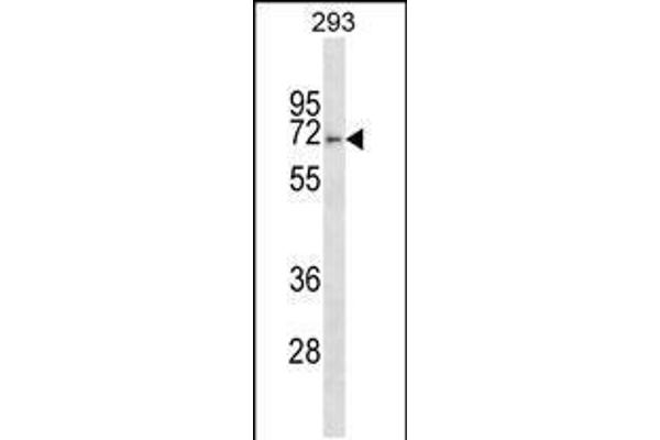 anti-F-Box Protein 46 (FBXO46) (AA 584-612), (C-Term) antibody
