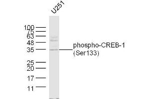 Image no. 3 for anti-cAMP Responsive Element Binding Protein 1 (CREB1) (pSer133) antibody (ABIN723980)