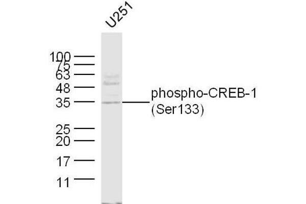 CREB1 抗体  (pSer133)