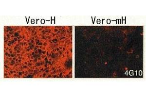 Image no. 1 for anti-Heparin-Binding EGF-Like Growth Factor (HBEGF) (EGF Like Domain) antibody (Biotin) (ABIN2451994)