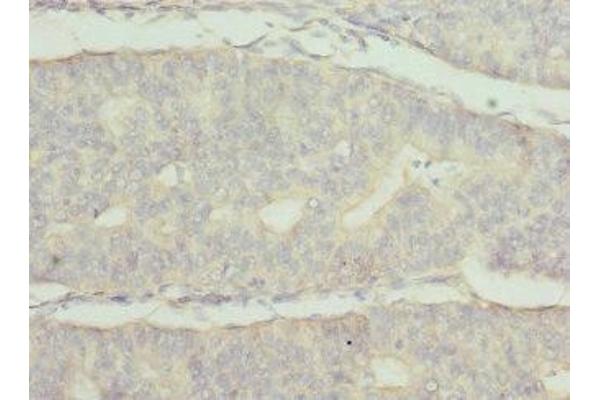 FRK antibody  (AA 1-220)
