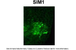 Image no. 1 for anti-Single-Minded Homolog 1 (SIM1) (Middle Region) antibody (ABIN2777847)