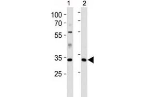Image no. 1 for anti-Caspase 9, Apoptosis-Related Cysteine Peptidase (CASP9) (AA 183-211) antibody (ABIN3030325)
