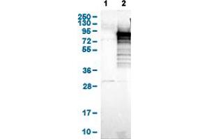 Image no. 1 for anti-Adenylate Kinase 5 (AK5) (AA 318-398) antibody (ABIN5774357)