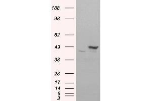 Image no. 2 for anti-Flotillin 1 (FLOT1) (C-Term) antibody (ABIN184756)