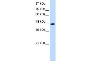 Image no. 1 for anti-tRNA Isopentenyltransferase 1 (TRIT1) (C-Term) antibody (ABIN2781035)