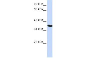 Image no. 1 for anti-Developmental Pluripotency Associated 2 (DPPA2) (N-Term) antibody (ABIN630962)