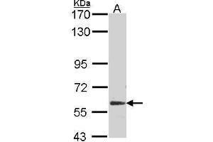 Image no. 1 for anti-Glypican 5 (GPC5) (Center) antibody (ABIN2854458)