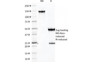 Image no. 5 for anti-Cadherin-16 (CDH16) (AA 371-507) antibody (ABIN6939022)