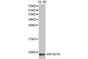 Western blot analysis of extracts of HL-60 cell lines, using RPS27A antibody.