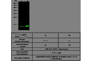 Image no. 1 for anti-Thioredoxin 2 (TXN2) (AA 60-166) antibody (ABIN1999767)