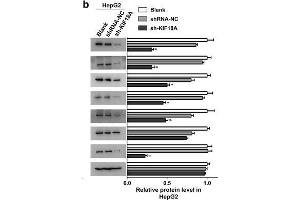 Image no. 7 for anti-Cyclin B1 (CCNB1) (Center) antibody (ABIN2854892)