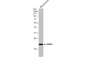 Image no. 3 for anti-Second Mitochondria-Derived Activator of Caspase (DIABLO) (Center) antibody (ABIN2856427)