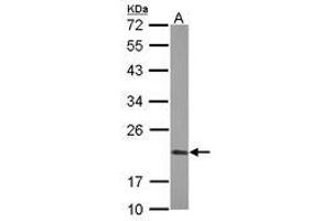 Image no. 2 for anti-Peptidylprolyl Isomerase F (PPIF) (AA 21-207) antibody (ABIN1500361)
