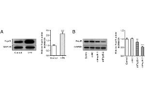 anti-FXYD Domain Containing Ion Transport Regulator 5 (FXYD5) (N-Term) antibody