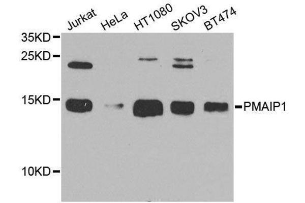 NOXA Antikörper  (AA 1-54)