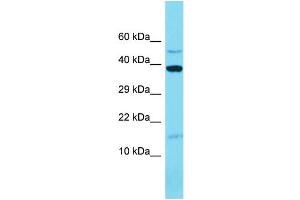 Image no. 1 for anti-Mitochondrial Ribosomal Protein L14 (MRPL14) (C-Term) antibody (ABIN2791154)