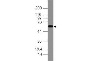 Image no. 1 for anti-Keratin 77 (KRT77) (AA 133-346) antibody (ABIN5027493)