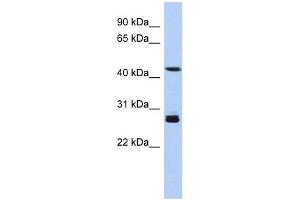 Image no. 1 for anti-Synaptotagmin IX (SYT9) (Middle Region) antibody (ABIN635624)