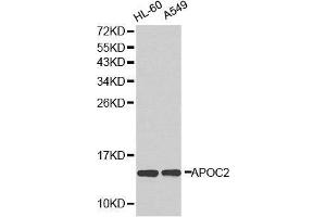 Image no. 1 for anti-Apolipoprotein C-II (APOC2) antibody (ABIN3022521)