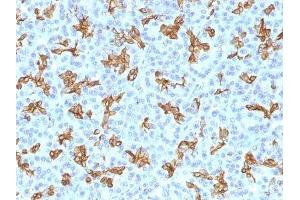 Image no. 3 for anti-Keratin 19 (KRT19) antibody (PE) (ABIN6172204)