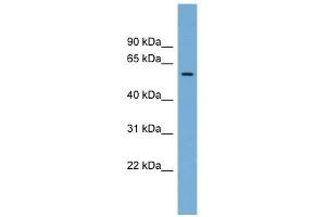 Image no. 1 for anti-Interferon-Induced Protein 44 (IFI44) (Middle Region) antibody (ABIN632234)