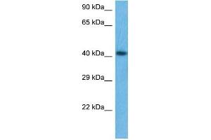 Image no. 1 for anti-IKAROS Family Zinc Finger 5 (Pegasus) (IKZF5) (Middle Region) antibody (ABIN5516215)