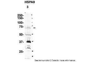 Image no. 2 for anti-Heat Shock 70kDa Protein 9 (Mortalin) (HSPA9) (C-Term) antibody (ABIN2779292)