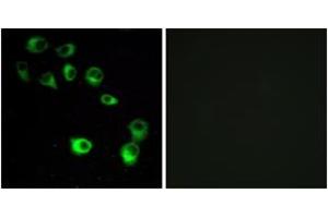 Image no. 1 for anti-Vomeronasal 1 Receptor 4 (VN1R4) (AA 88-137) antibody (ABIN1536019)