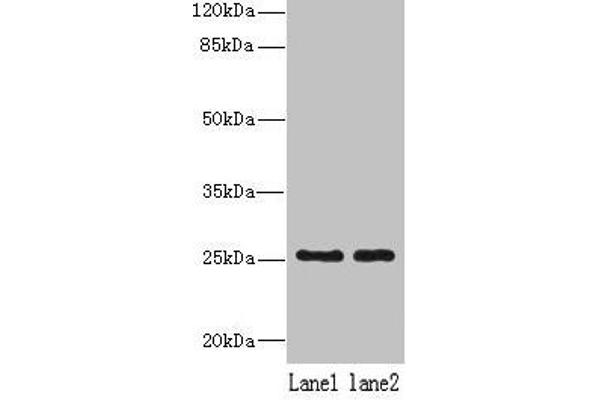 NDFIP1 Antikörper  (AA 2-116)