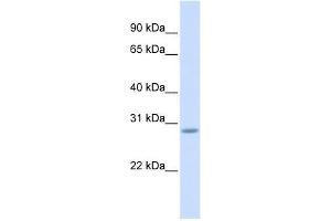 SCRT2 antibody  (Middle Region)