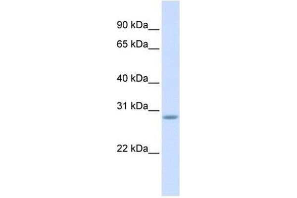 SCRT2 antibody  (Middle Region)