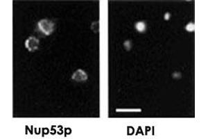 Image no. 2 for anti-Nucleoporin 35kDa (NUP35) antibody (ABIN540630)