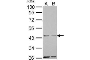 Image no. 7 for anti-Aurora Kinase A (AURKA) (C-Term) antibody (ABIN2855868)