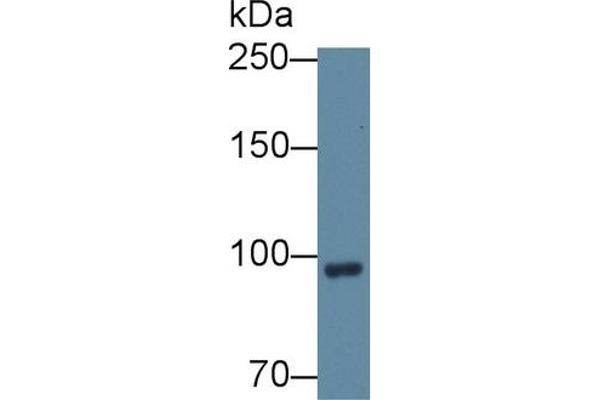 Complement Factor B antibody  (AA 474-590)