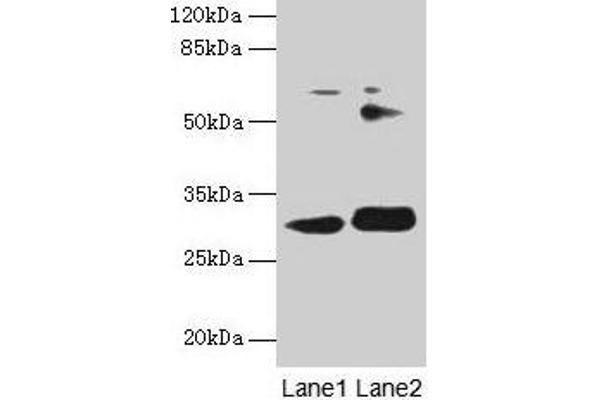 ITM2A Antikörper  (AA 79-263)
