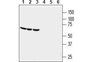 anti-G Protein-Coupled Receptor 84 (GPR84) (2nd Extracellular Loop), (AA 166-180) antibody