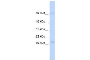 KRTAP8-1 antibody  (Middle Region)