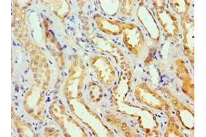 GSTa2 antibody  (AA 1-222)