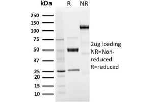 Image no. 1 for anti-CD207 Molecule, Langerin (CD207) (AA 74-213) antibody (ABIN6940246)