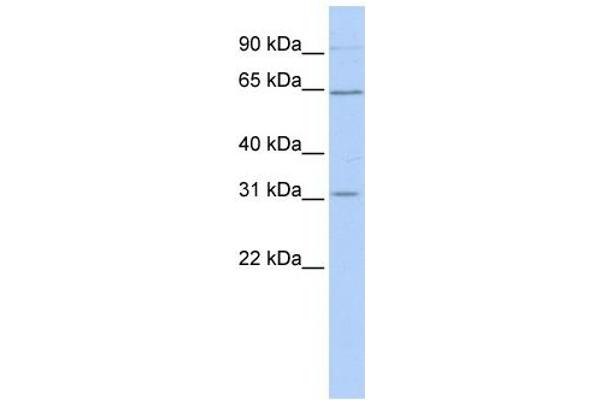 anti-Solute Carrier Family 27 (Fatty Acid Transporter), Member 2 (SLC27A2) (N-Term) antibody